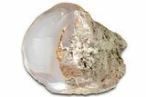 Agate Replaced Petrified Wood Limb Cast - Nevada #326680-1
